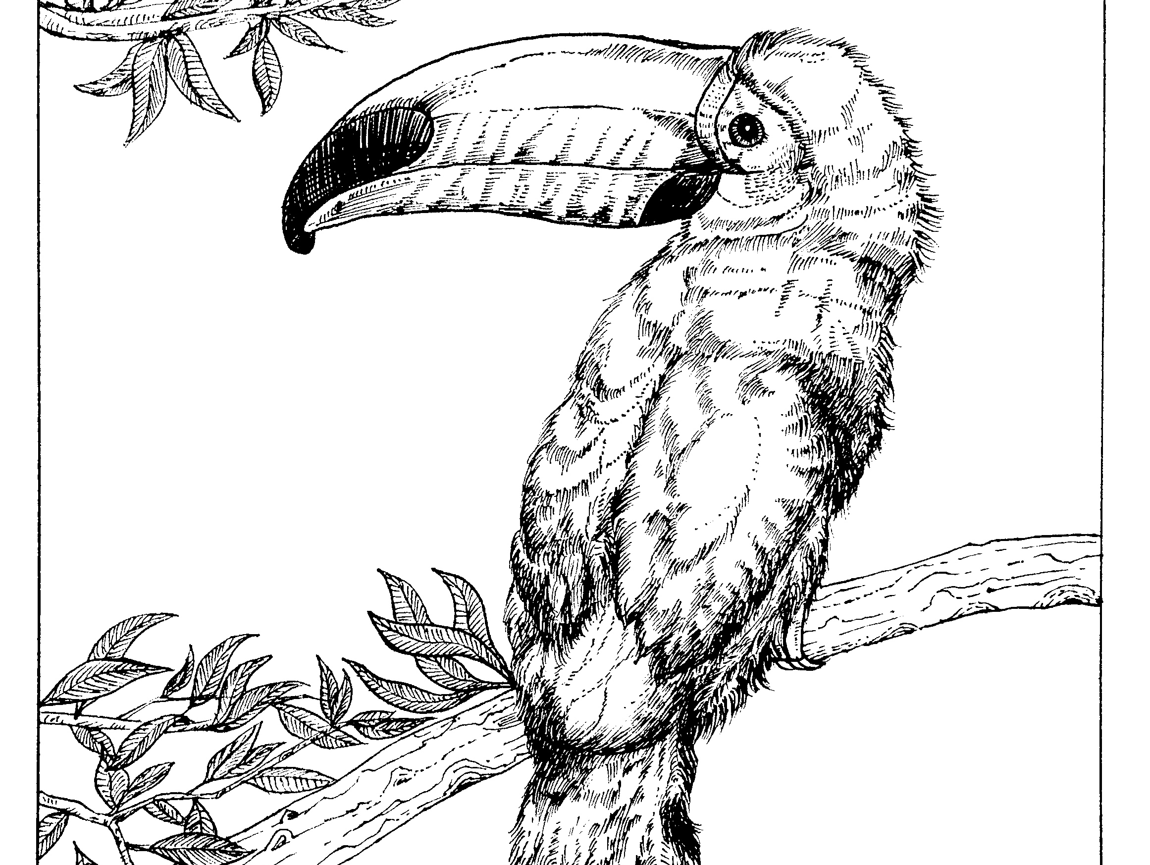 黑白插画-大嘴鸟