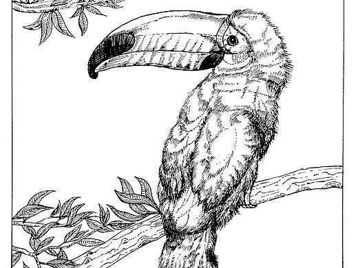 黑白插画-大嘴鸟