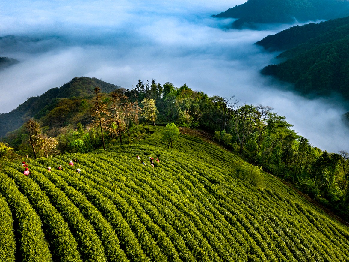 勇闯山路十八弯 去探访世界上最美最壮观的茶山-搜狐旅游