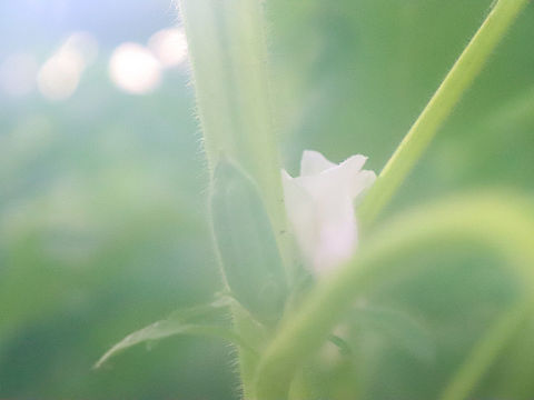谁的芝麻开了花（个人主页-ZMzgxMDY1MDQ=） - 风光摄影 - 站酷设计师煮尼笸原创素材 - 站酷ZCOOL