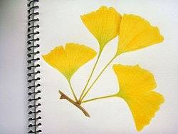 银杏（个人主页-ZMzA3Mjk4NA==） - 绘画 - 站酷设计师幻oO影原创素材 - 站酷ZCOOL