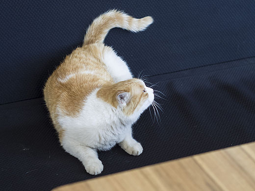 貓video（個人主頁-ZMTUxNzcyNjA=） - 寵物攝影 - 站酷設(shè)計師安心遠原創(chuàng)素材 - 站酷ZCOOL