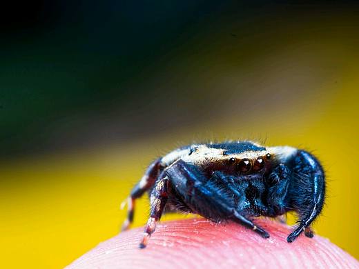 一組跳蛛（個人主頁-ZMTcxNTgwMzI=） - 風(fēng)光攝影 - 站酷設(shè)計(jì)師廣東粵神原創(chuàng)素材 - 站酷ZCOOL