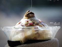 风信子慢慢长大...O(∩_∩)O...1（个人主页-ZMjc2MDgzMg==） - 产品摄影 - 站酷设计师Eleven淼淼原创素材 - 站酷ZCOOL