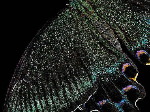 昆虫之美®绿带翠凤蝶的蜕变过程Papilio maackii 