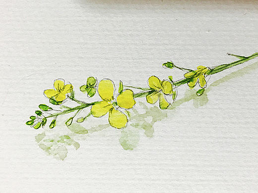 油菜花花儿