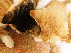 小奶猫（个人主页-ZMTk4NTI5Mg==） - 宠物摄影 - 站酷设计师言不甩原创素材 - 站酷ZCOOL