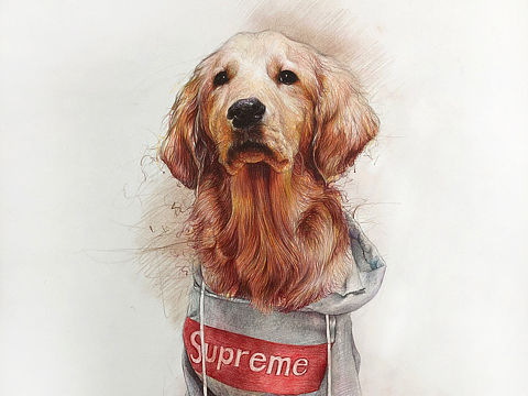 彩铅画金毛狗