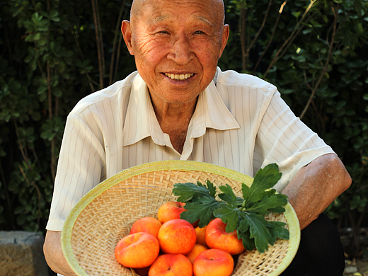 爷爷说这次摘的油蟠桃好吃