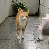 动力小肥猫的头像