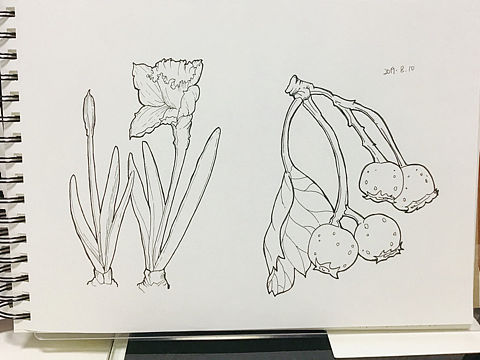 花卉线描练习1