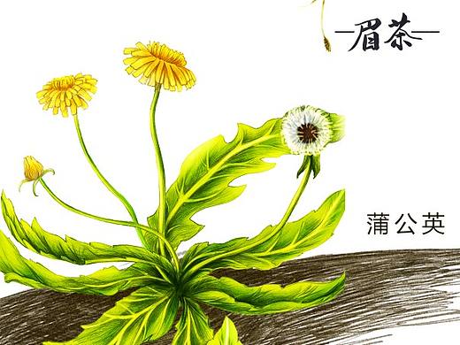 科普写实手绘（个人主页-ZMzg1NjgxMTI=） - 儿童插画 - 站酷设计师眉茶原创素材 - 站酷ZCOOL