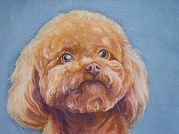 油画《金毛泰迪》