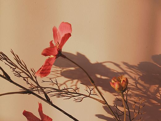 静物（个人主页-ZNDI0MzU5NzI=） - 产品摄影 - 站酷设计师闪烁的小森林原创素材 - 站酷ZCOOL