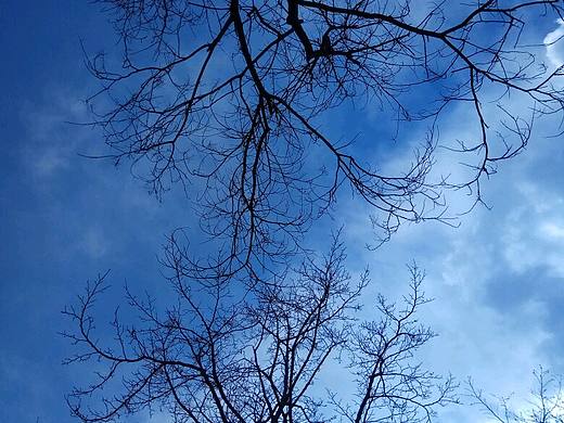 北京•冬天的树（个人主页-ZMjA3OTE5NDQ=） - 风光摄影 - 站酷设计师志洁行芳原创素材 - 站酷ZCOOL