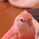 棉来雀的头像