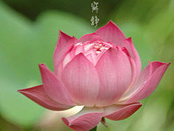 花開寂靜（個人主頁-ZMTU1NzY4NA==） - 產(chǎn)品攝影 - 站酷設計師找殼的蝸牛原創(chuàng)素材 - 站酷ZCOOL