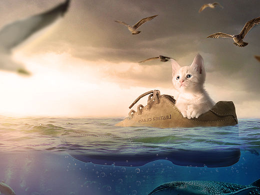 第一次合成练习，海上漂流的猫