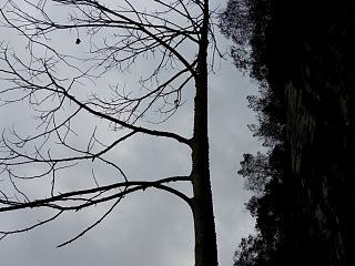 “树之意境”--拍到过的最有意境的照片（个人主页-ZNzgxMTg2MA==） - 产品摄影 - 站酷设计师Felixmill原创素材 - 站酷ZCOOL