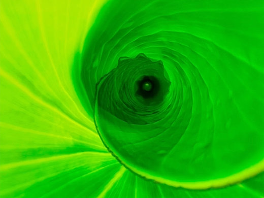 我的华为App玩机攻略频道：街边绿叶高级感｜晤对科技