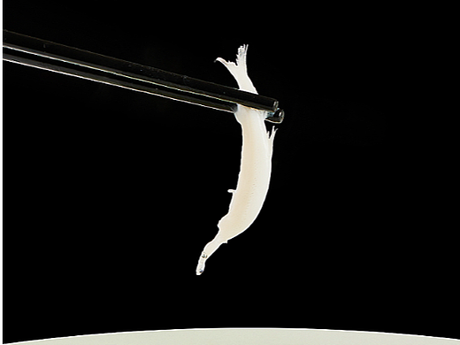 小白鱼（个人主页-ZNjY5MTkxMTY=） - 美食摄影 - 站酷设计师辣六饺子原创素材 - 站酷ZCOOL