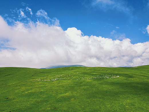 夏日的青海湖&草原