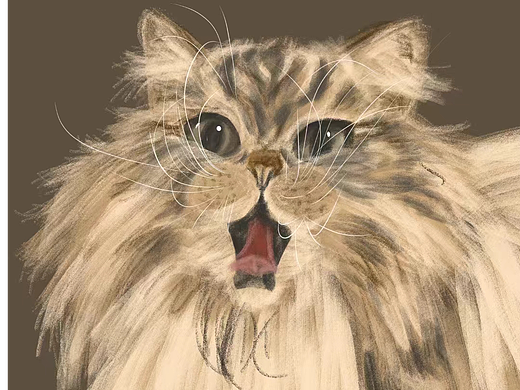 猫