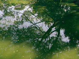 遠(yuǎn)山攝 | 綠色