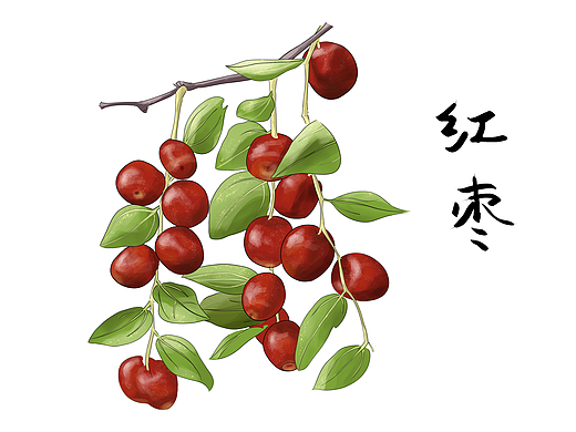 红枣、灵芝、艾草、西红柿、裙带菜插画