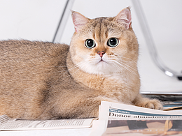 宠物摄影金渐层