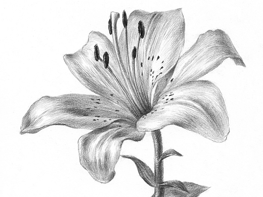 素描花卉百合花绘画详细步骤