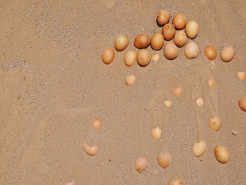 新疆乌鲁木齐-火焰山沙烤鸡蛋
