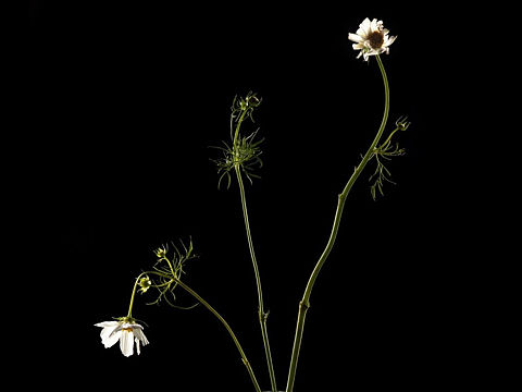 产品拍摄 ◎ 静物摄影 花植