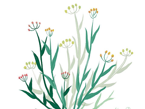 植物插画