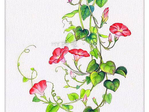 花花草草