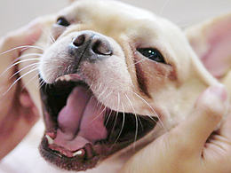 致我失蹤的狗狗