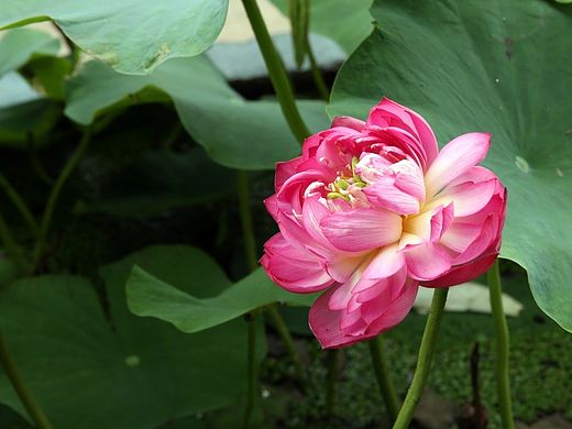 东湖荷花