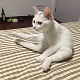 彩虹酱的头像