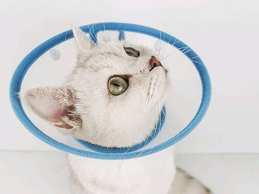 卡通伊丽莎白圈