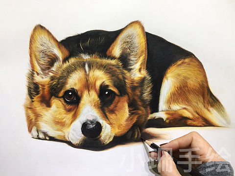 柯基犬