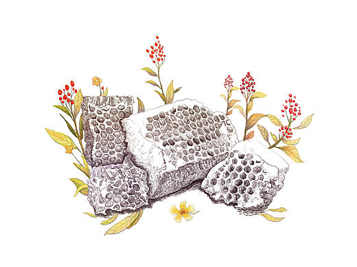 蜂胶软胶囊，蜂巢插画，保健食品包装设计