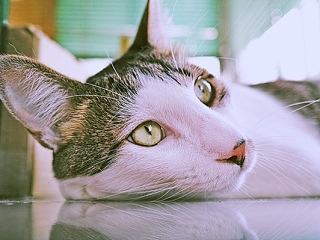 卖了个萌～（个人主页-ZNzQxNjk5Mg==） - 宠物摄影 - 站酷设计师Z15672659原创素材 - 站酷ZCOOL