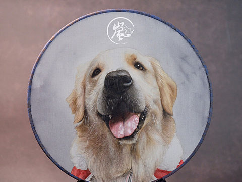 手绘团扇画《金毛犬拉风哥》