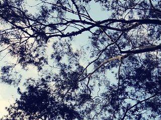 中山大学南校区的两片天