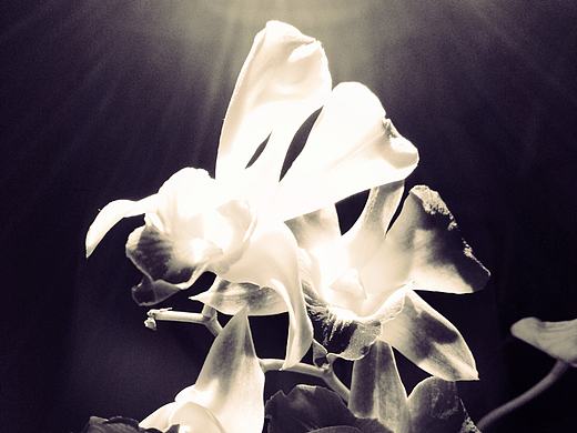 花影（个人主页-ZMTczMTY3NTY=） - 产品摄影 - 站酷设计师麟鹤轩原创素材 - 站酷ZCOOL