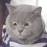 呵呵哒洛的头像