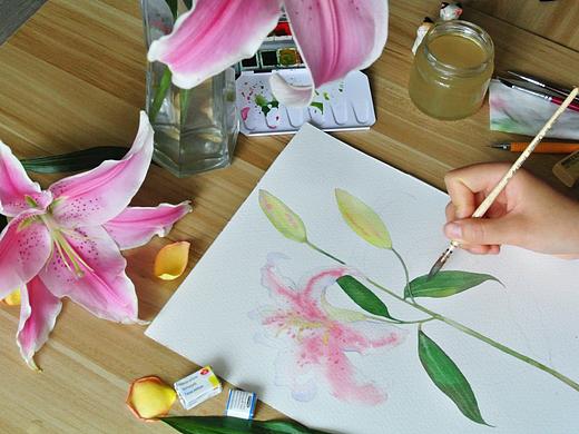 百合花写生