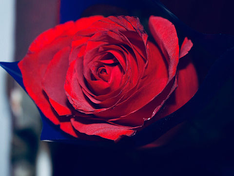 2018情人节老爸送老妈的花（个人主页-ZMjczODA2NzY=） - 产品摄影 - 站酷设计师小小宇文月lois原创素材 - 站酷ZCOOL