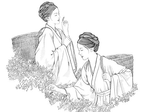 白描-采茶女