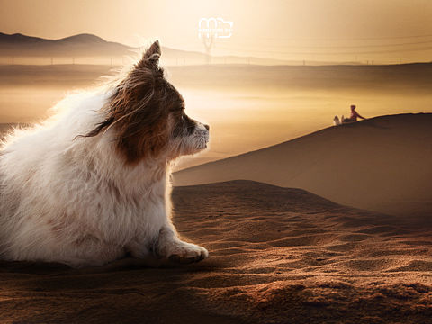 漫伯宠物摄影—厚田沙漠